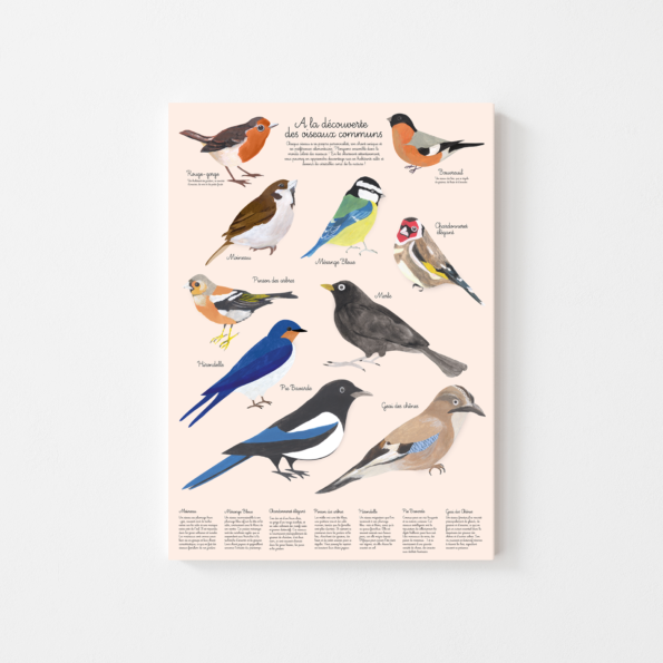 Une fenêtre sur le monde fascinant des oiseaux qui enchantent votre jardin ! Explorez les habitants ailés de votre espace extérieur grâce à cette affiche captivante. Des illustrations éclatantes et des informations simples font de cette affiche un outil idéal pour nourrir la curiosité et l'amour de la nature des enfants