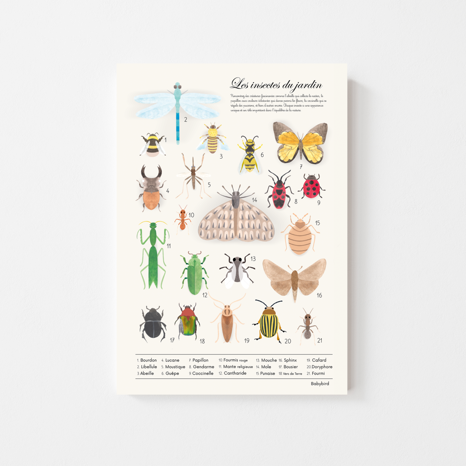 Affiche éducative illustrée des insectes du jardin, avec chaque insecte soigneusement dessiné et nommé.