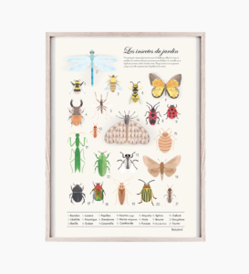 Affiche Les insectes du jardin accrochée dans une chambre d'enfant, ajoutant une touche éducative et décorative